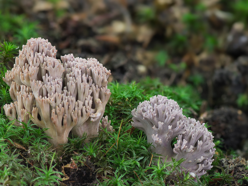 Ramaria fennica